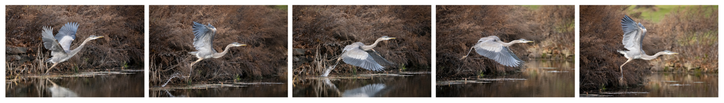 a heron in several stages of flight