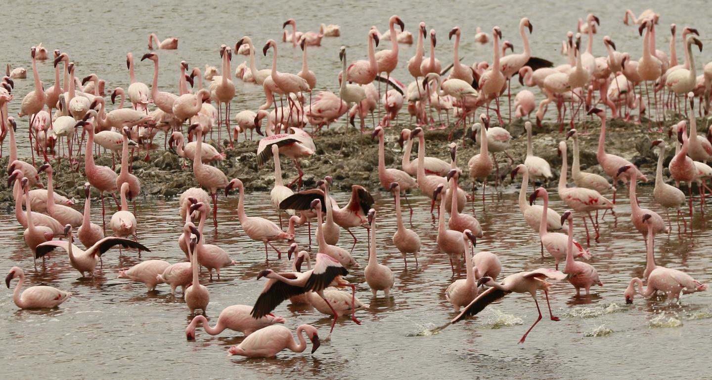 a large group of flamingos doing various things