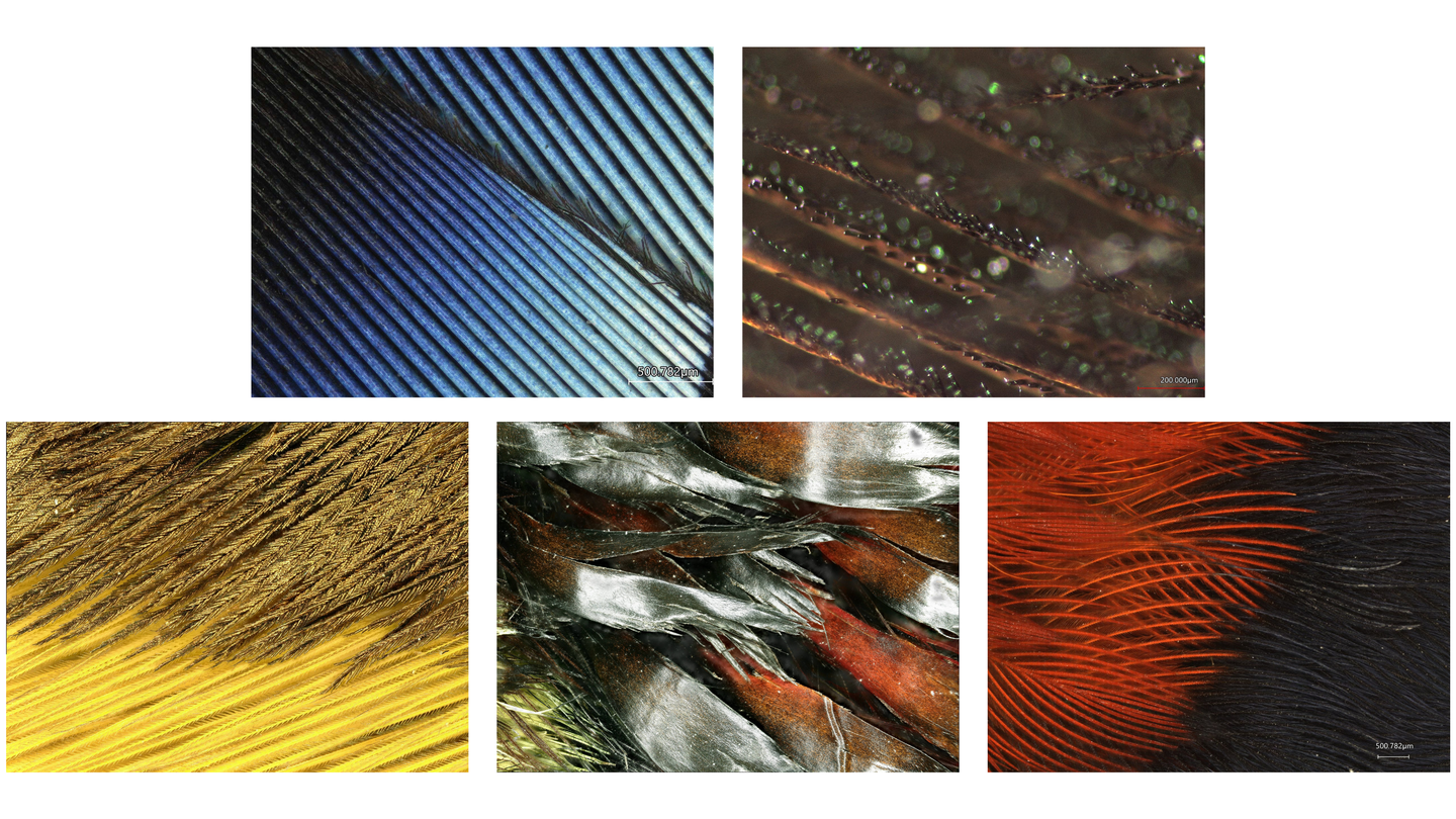 zoomed in images of blue, brown, yellow, red, and multicolored feathers