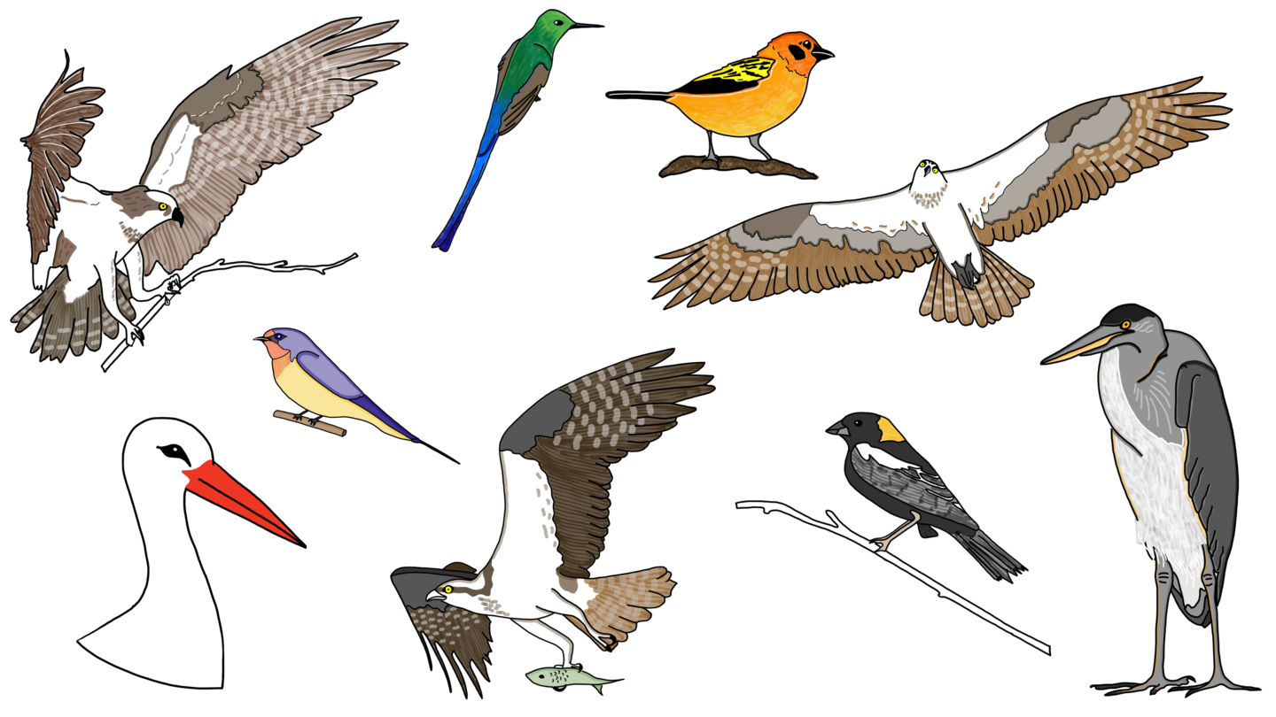 a drawing of an arrangement of birds, including stork, heron, and more