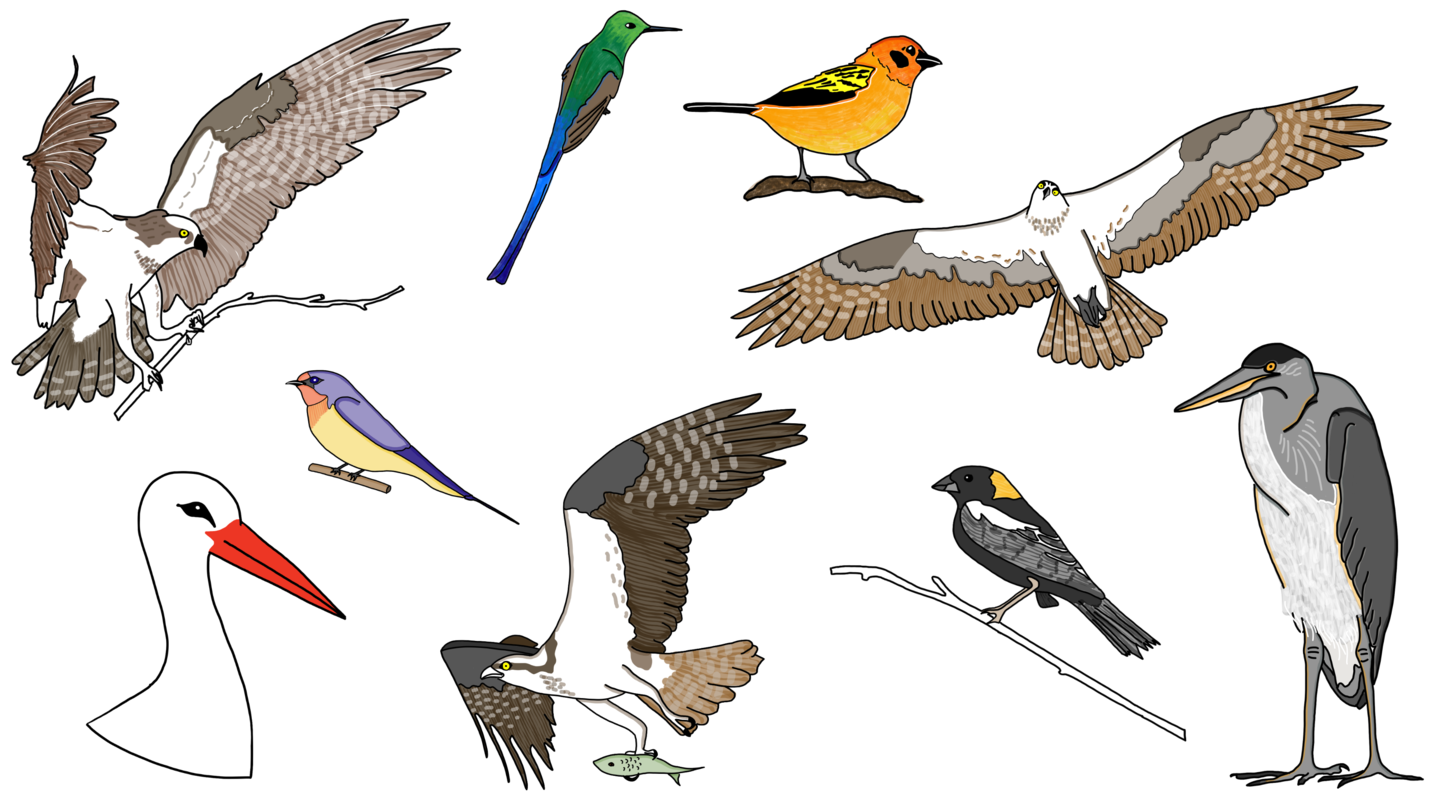 a drawing of an arrangement of birds, including stork, heron, and more