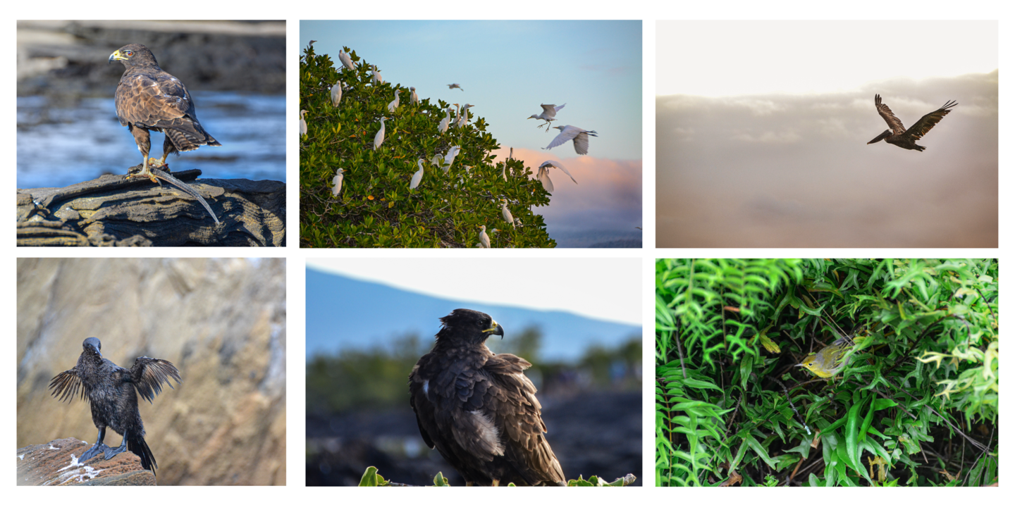 varioud birds from the galapagos islands