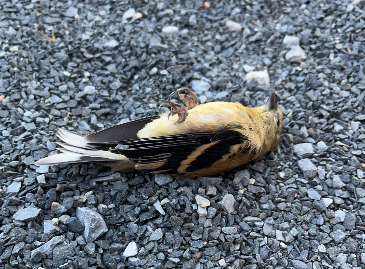 dead yellow bird on the gravel