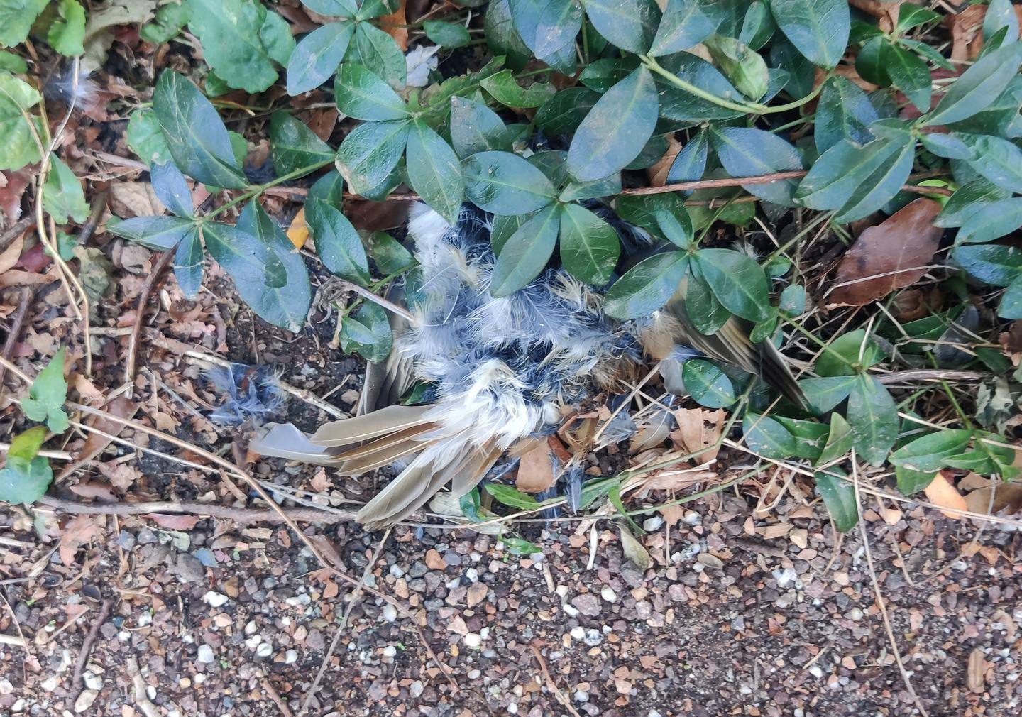 remnants of bird, likely deceased from a strike, on the ground near bushes
