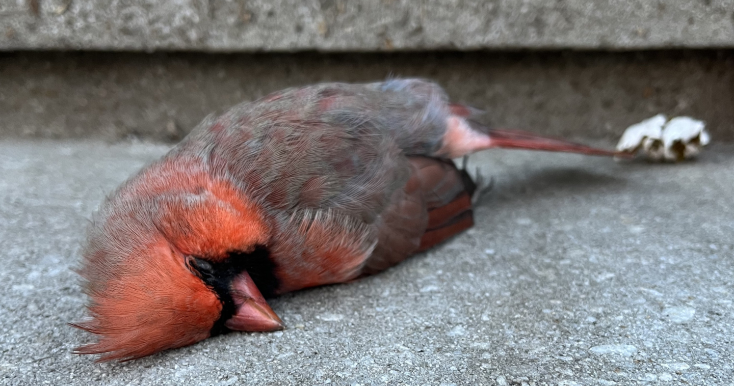 dead red bird