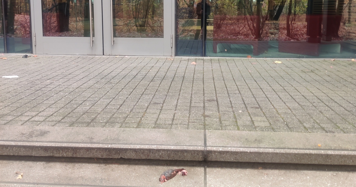 window where bird likely collided