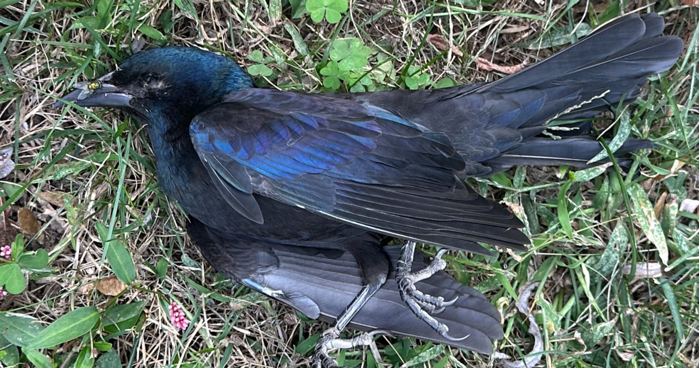 dead blue bird