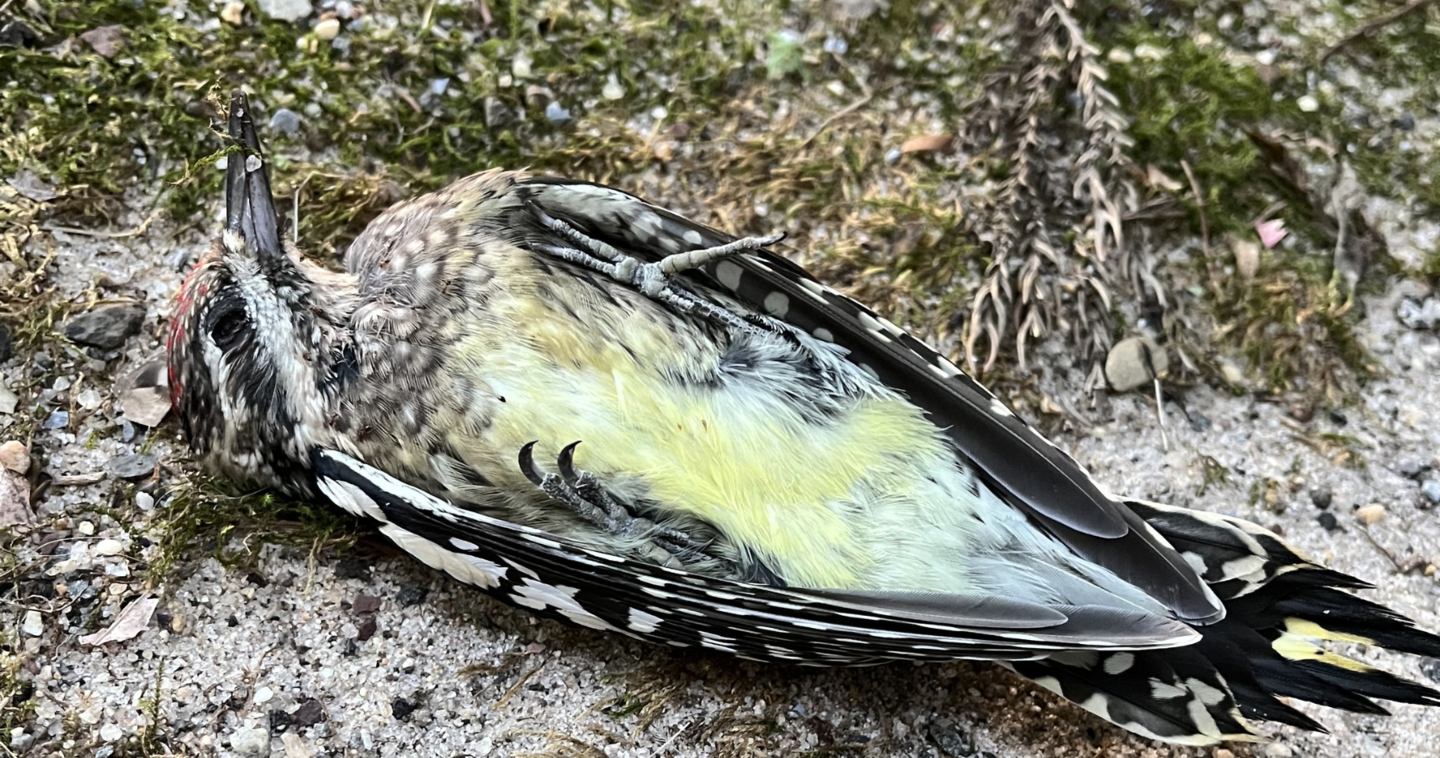 dead colorful patterned bird