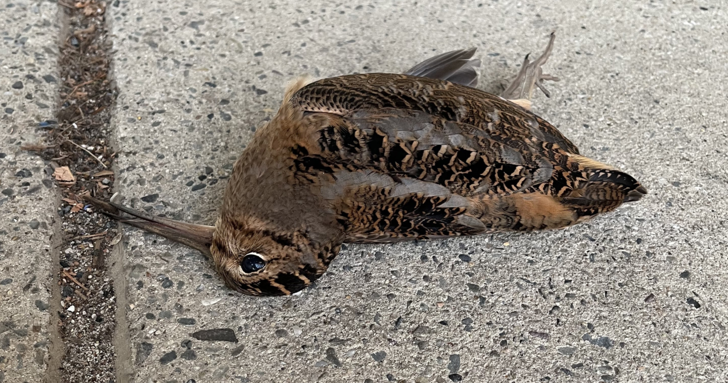 dead brown patterned bird