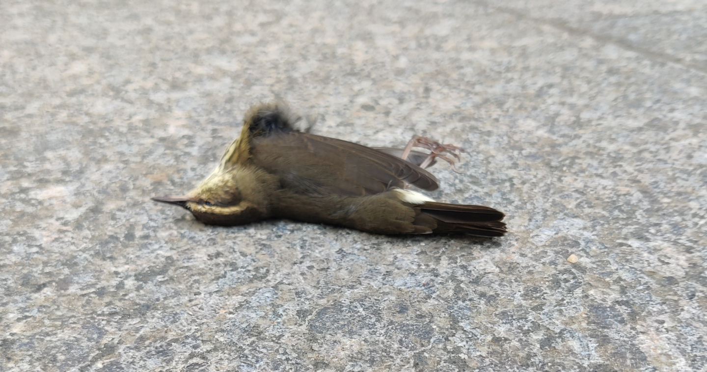 dead small brown gray bird