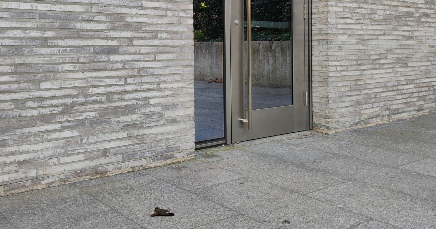 site of bird collision