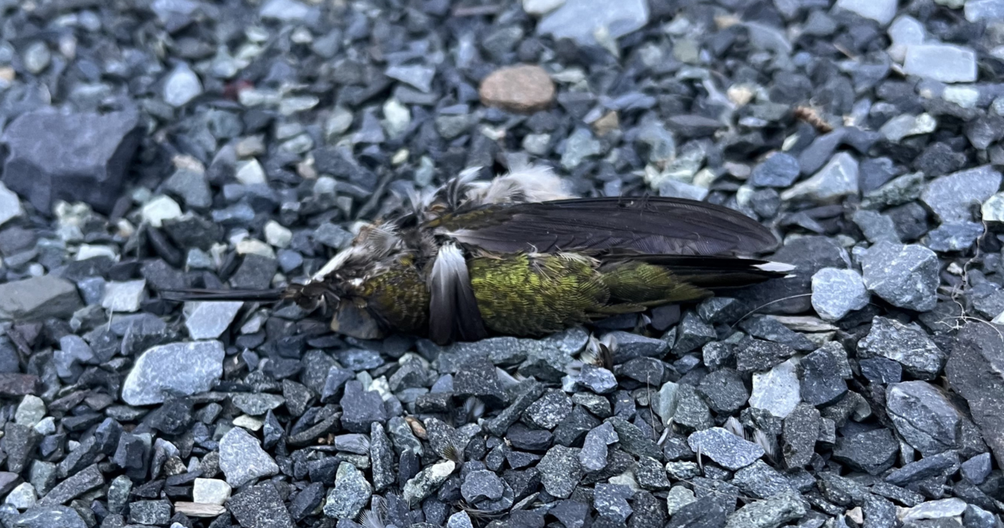 dead small iridescent bird