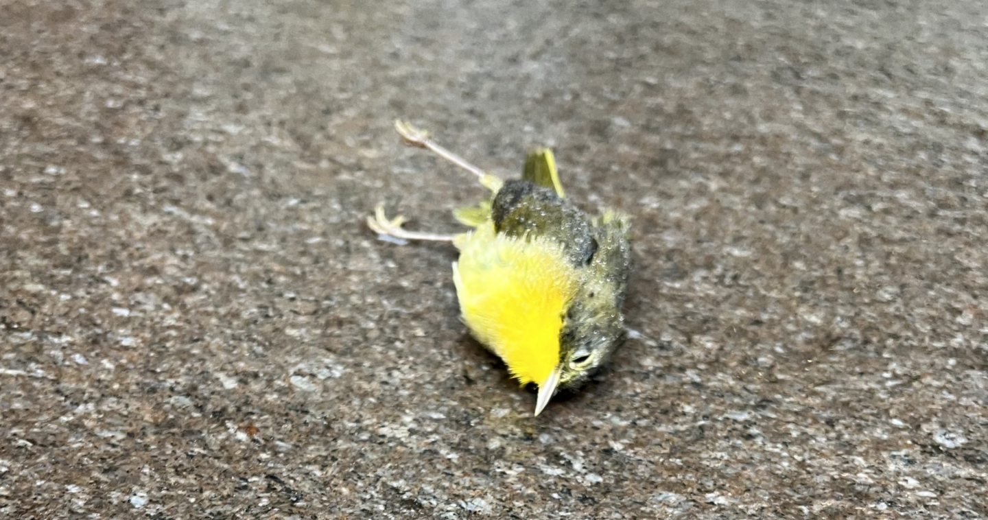 dead small yellow bird