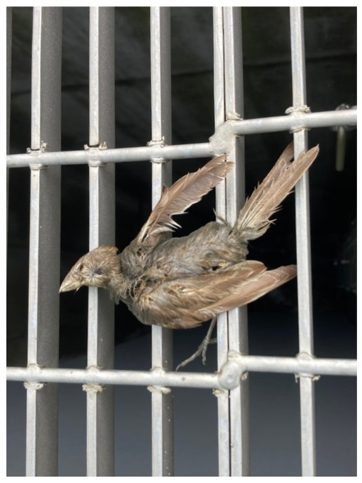 dead bird on a grate