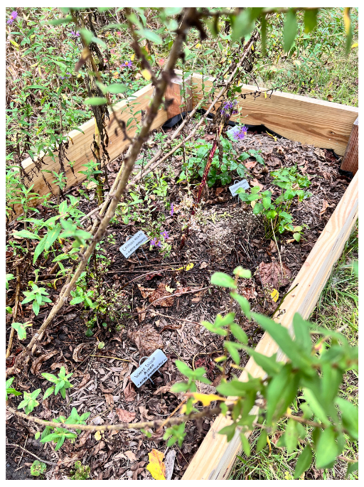 photo of pollinator garden raised bed