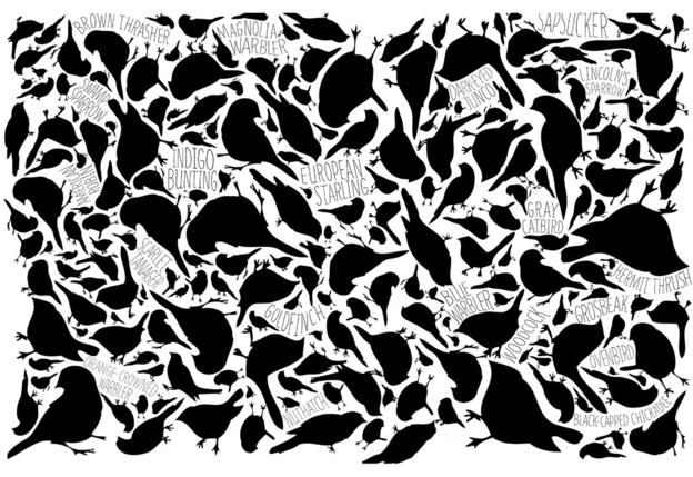 bird decal design