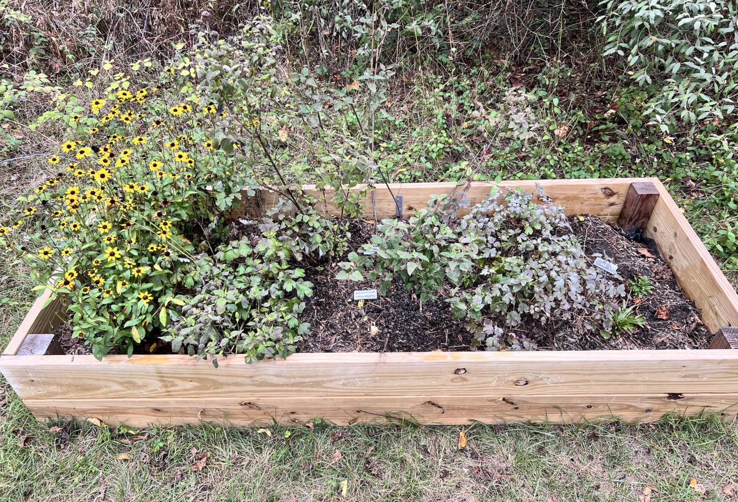 a wooden raised bed filled with shrubby native plants