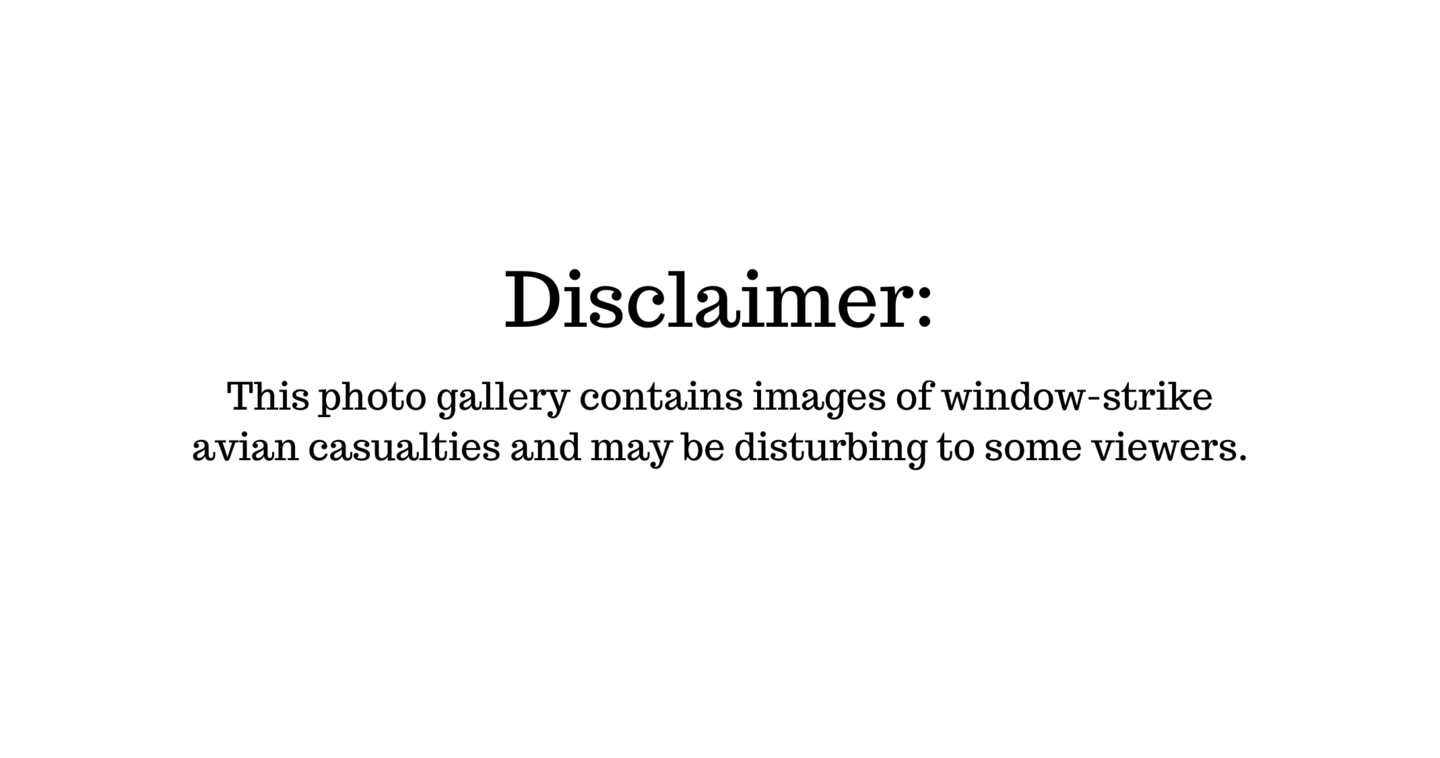 Disclaimer about photo gallery containing deceased bird images.