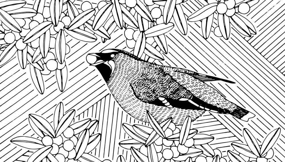 bird decal linework