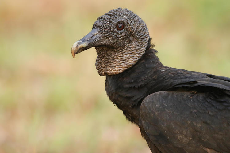 a profile view of a black vulture