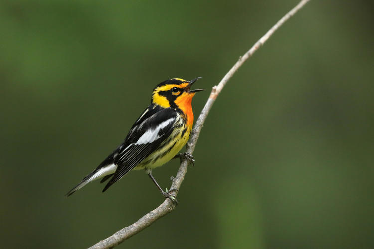 bird with yellow head and black and white coloration on its body perched on a branch