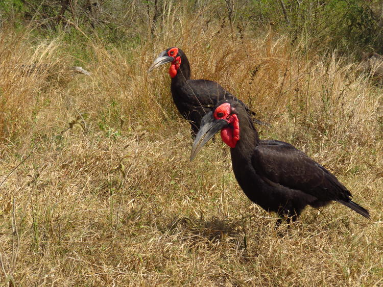 two southern ground hornbills side by side in a grass field