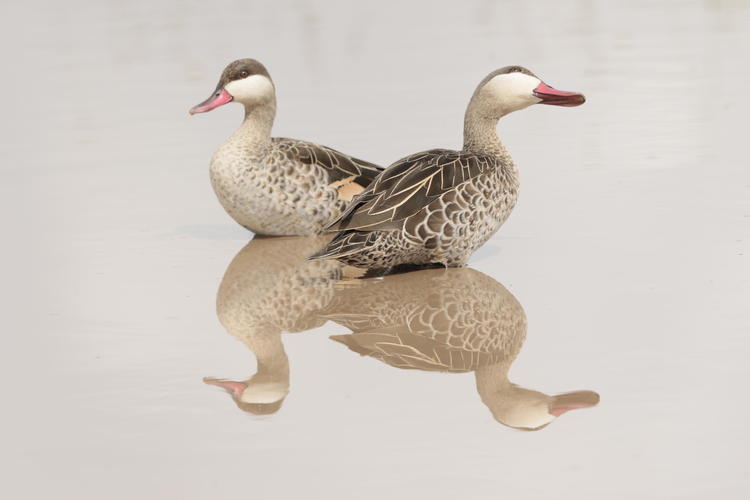 Picture of two red-billed teal reflected in pool, making it look like there are four teal instead of two