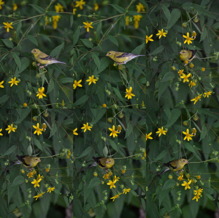 a yellow bird hiding in bushes surrounded by yellow flowers