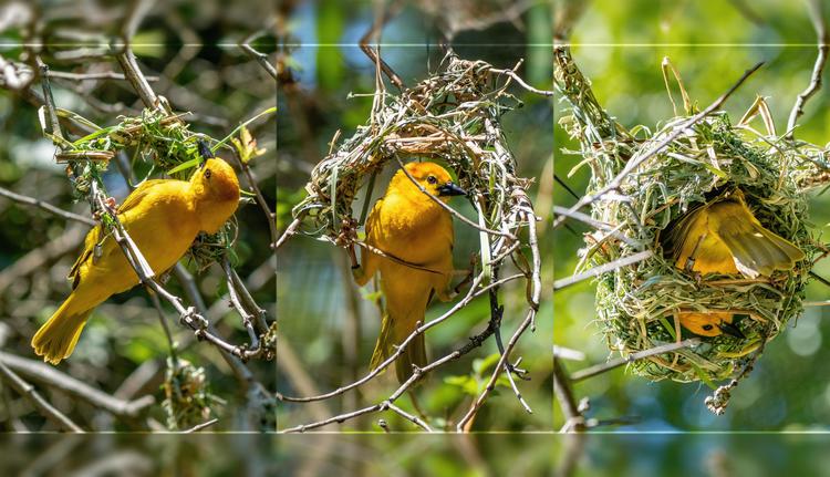 a weaverbird constructing a nest as seen through 3 different photos