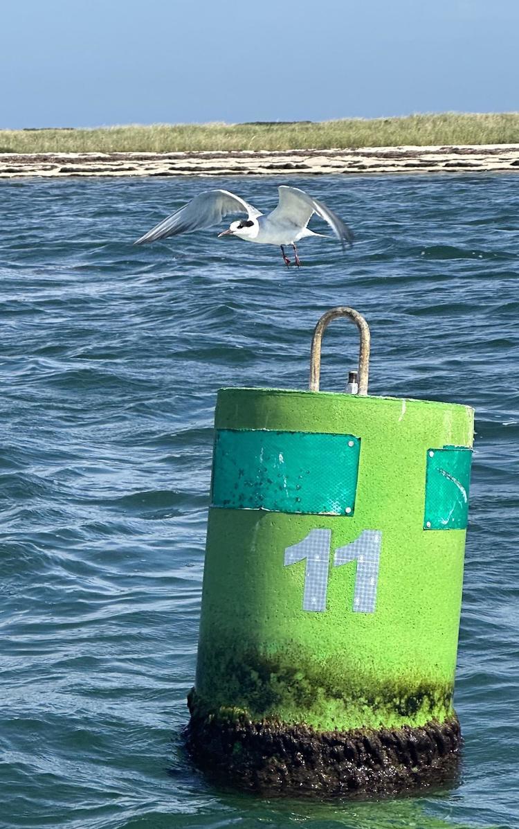 seagull flying off of a buoy