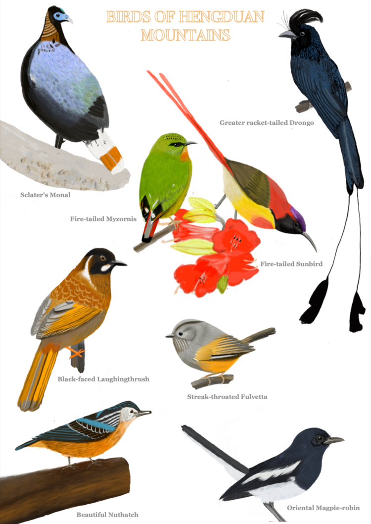 a poster featuring labeled drawings of several different bird species native to the Hengduan Mountains; birds are of different colors and sizes and perched on individual branches