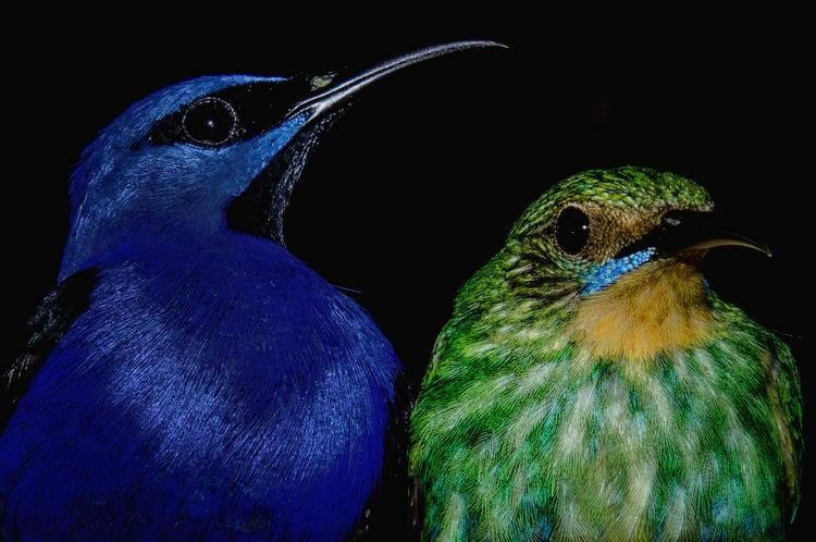a blue and green bird photographed side by side