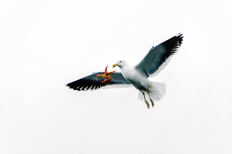 a seagull in flight, holding a starfish in its beak