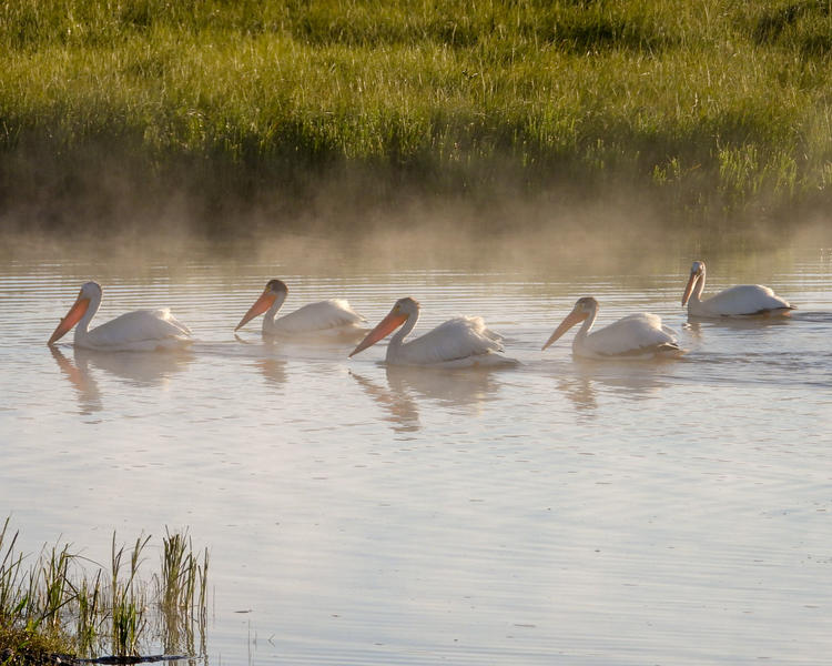 a group of five pelicans swimming in a body of water, slightly hazy weather