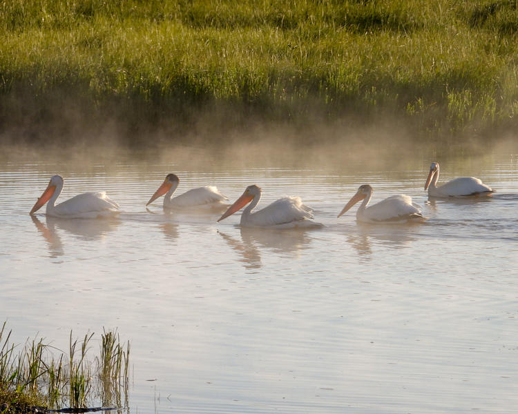 a group of five pelicans swimming in a body of water, slightly hazy weather