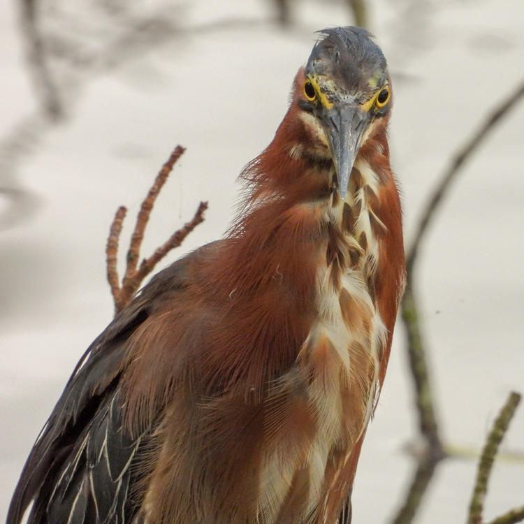 a heron with black and yellow eyes staring directly into the camera