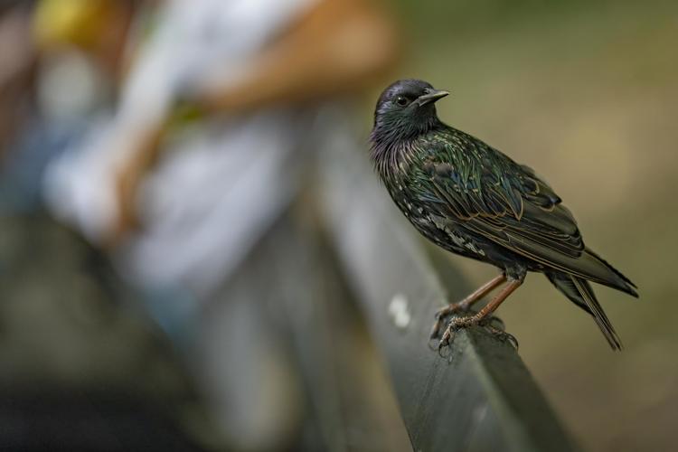 starling perched on a park bench