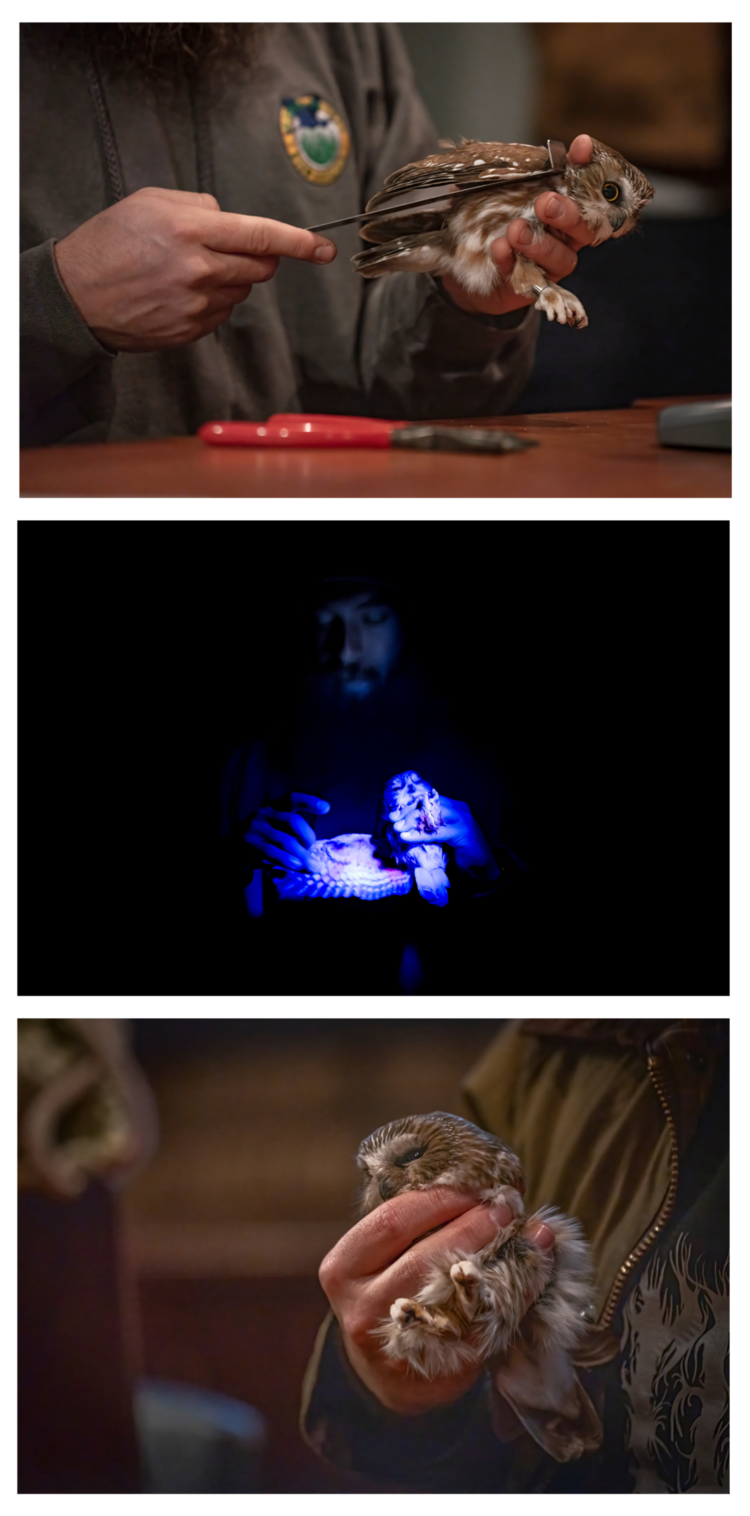 three separate photos, the first is showing a person holding a small owl and measuring its wings, the second showing an own under UV light, and the third showing a person gently holding a small owl