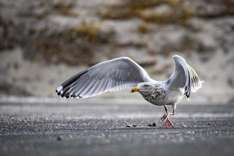 a seagull about to take flight 