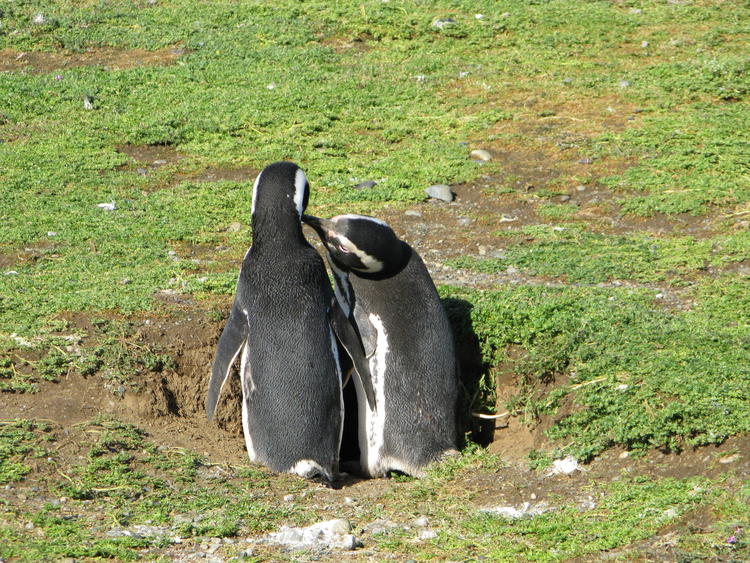 two penguins interacting with each other side by side, back view