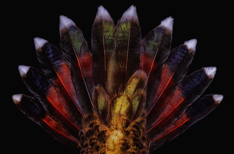 a fanned-out tail of a bird, with white tips, and wide green and red bands