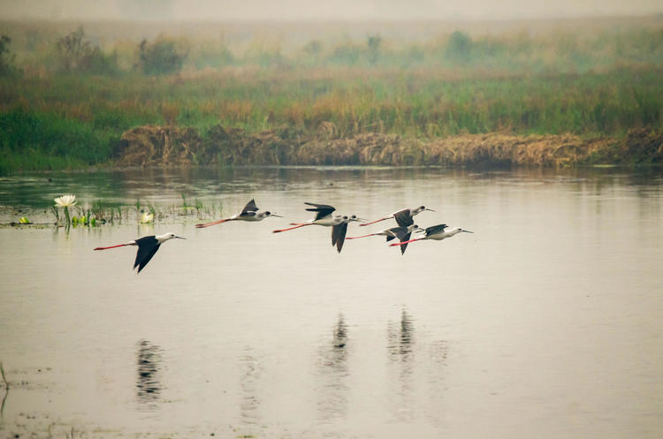 five stork-like birds flying low over a body of water