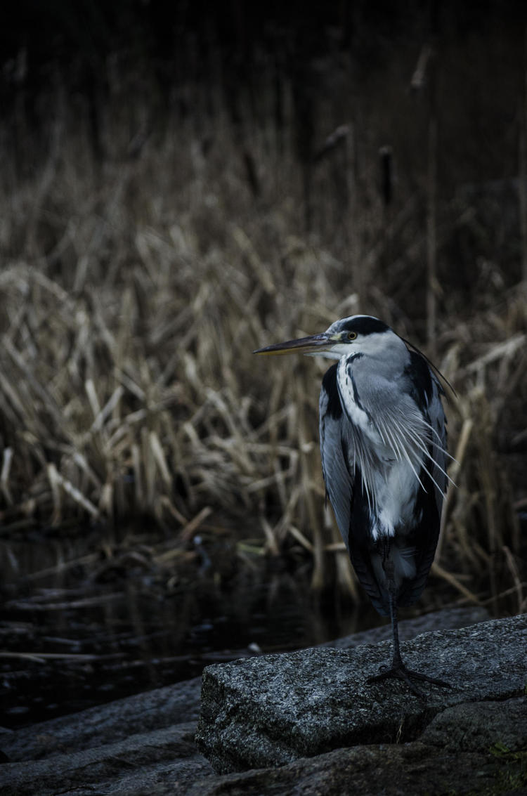 a dark and moody photo of a heron looking to the left, surrounded by tall grasses