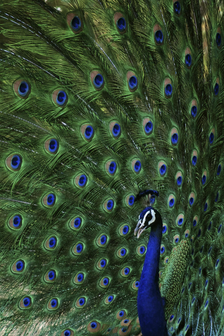 a male peacock with its tails fanned out in the air