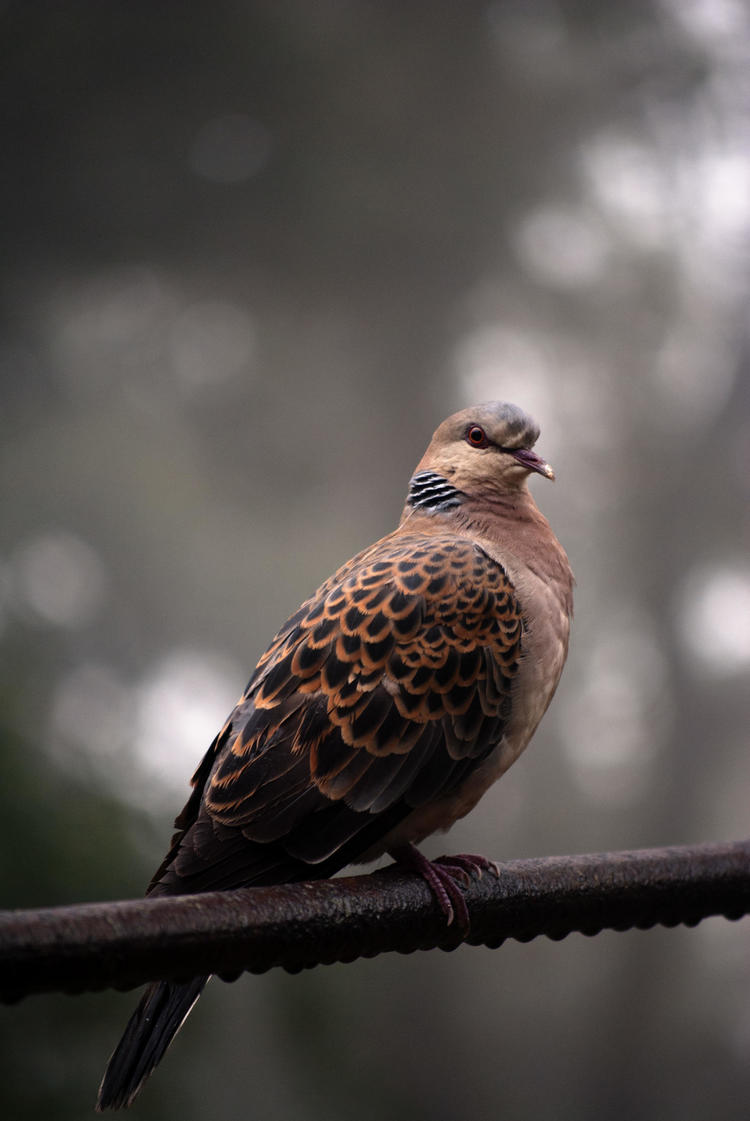 an oriental turtle dove perched on a branch looking right at the camera