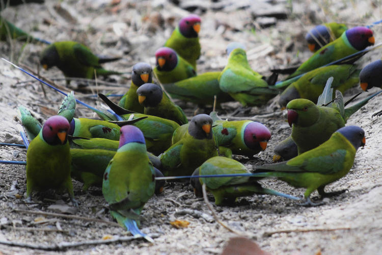 a group of parakeets with purple-colored heads gathered together and engaging in various behaviors
