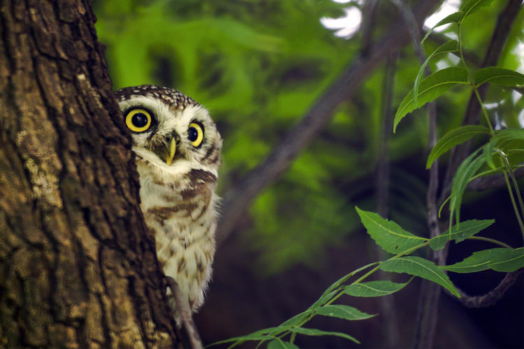 an owl peeking from behind a tree