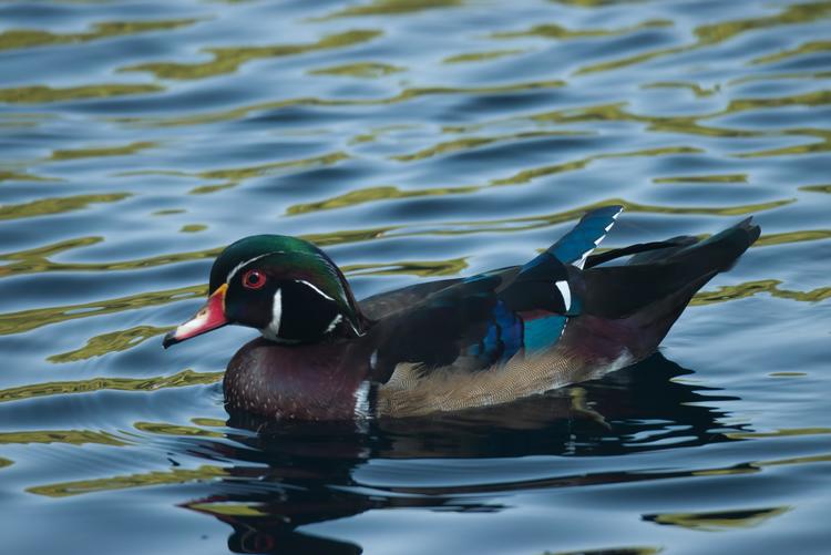 a colorful duck swimming in a pond
