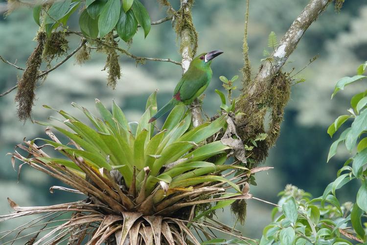 a distant shot of a green toucan sitting on top of a palm-tree-like plant