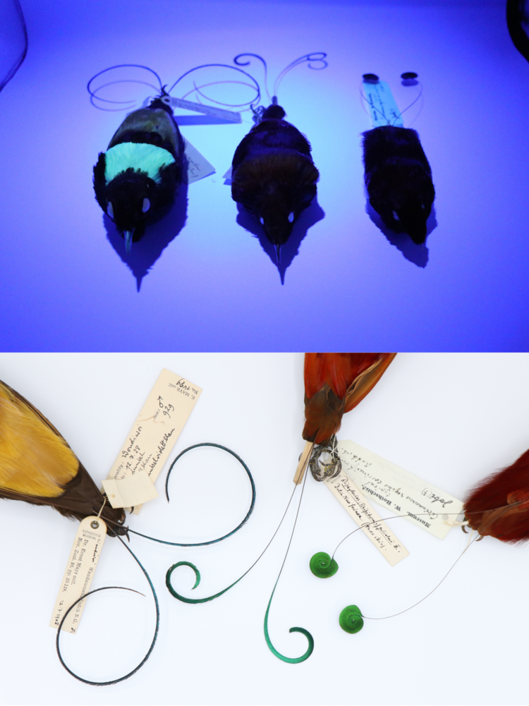 the above photo shows the glow of the tails and bodies of three birds of paradise, and he bottom photo shows the colorful bodies and tails as seen under regular light